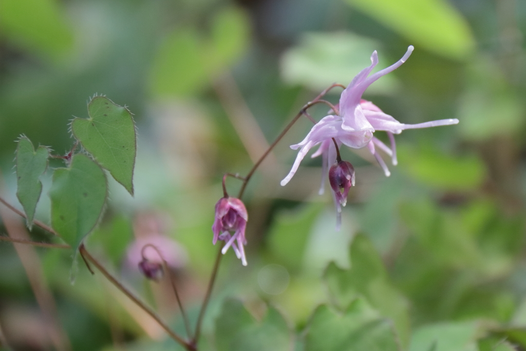 公園花壇イカリソウ１