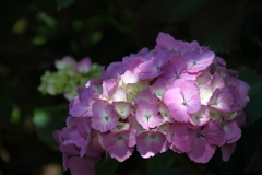 花散歩あじさいピンク６