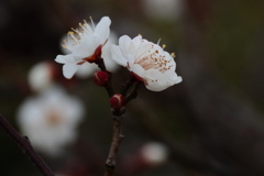 花散歩白梅１