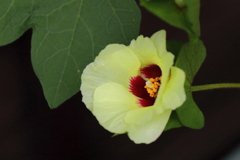 綿の花（原種）