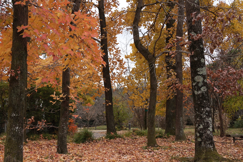 紅葉の京都植物園６