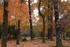 紅葉の京都植物園６