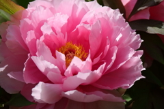 花散歩牡丹４