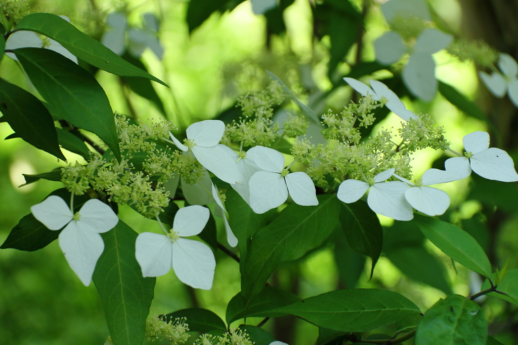 鎌倉花散歩６ガクウツギ（額空木）