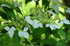 鎌倉花散歩６ガクウツギ（額空木）