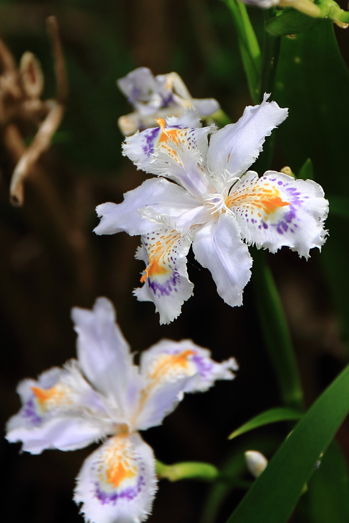 惜春のシャガ２