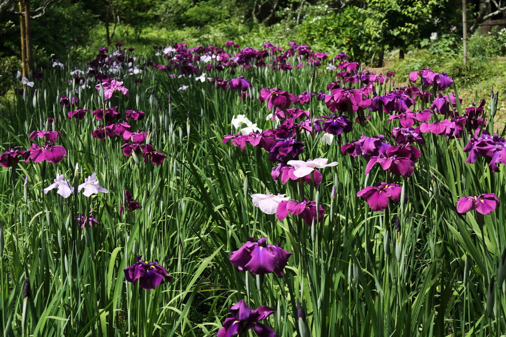 花菖蒲4