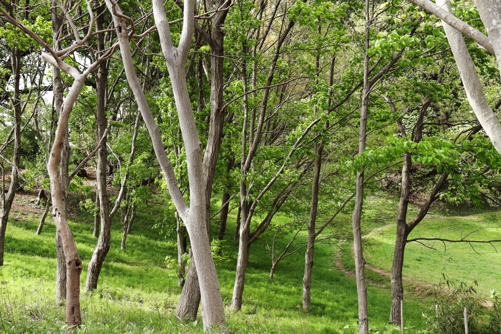 新緑散歩道