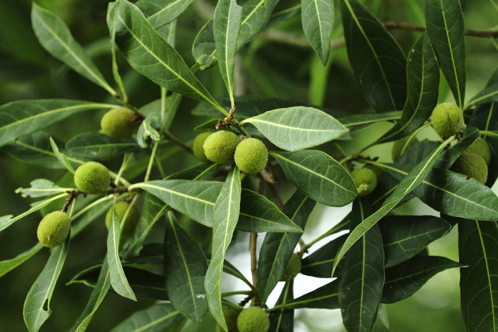 ヤマモモどっさり