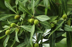 ヤマモモどっさり