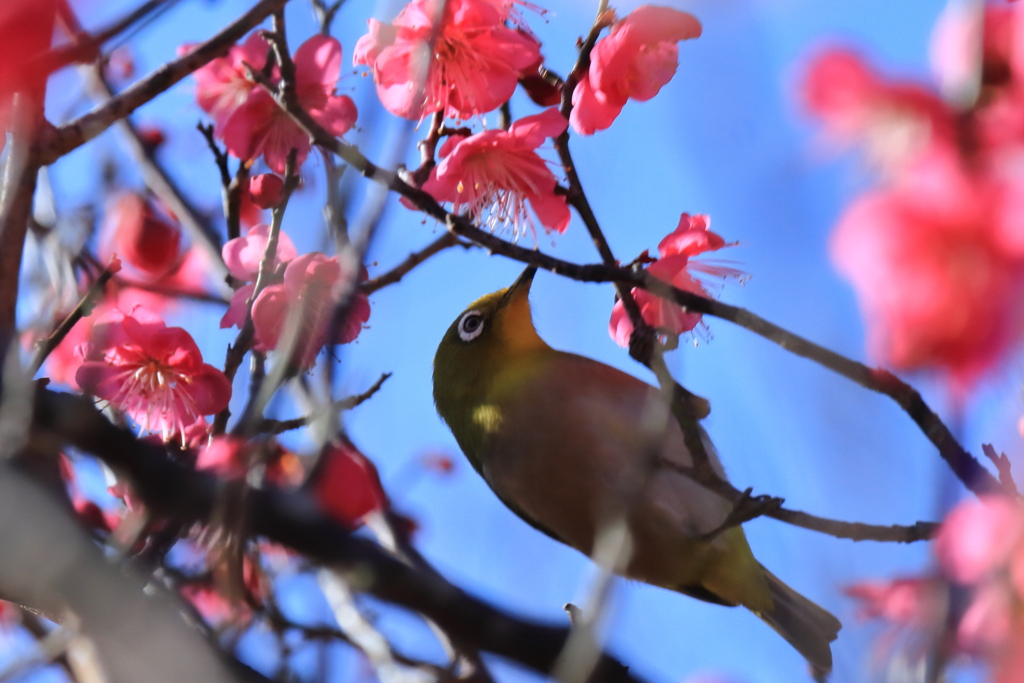 紅梅にメジロ４