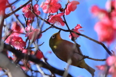 紅梅にメジロ４