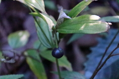 里山の植物ホウチャクソウの実