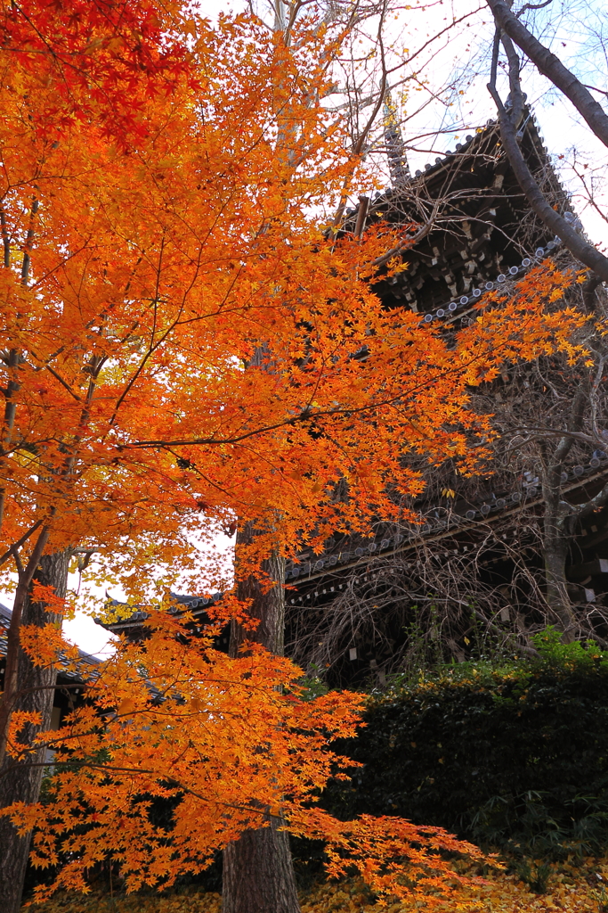 晩秋の真如堂3