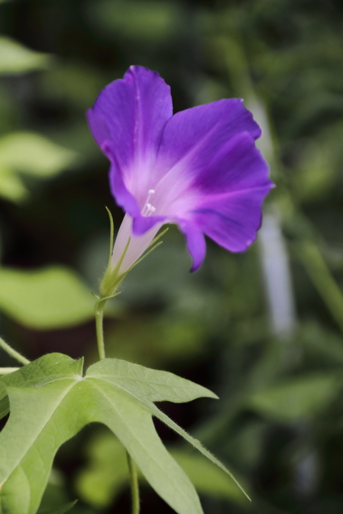 花散歩変化朝顔再度３