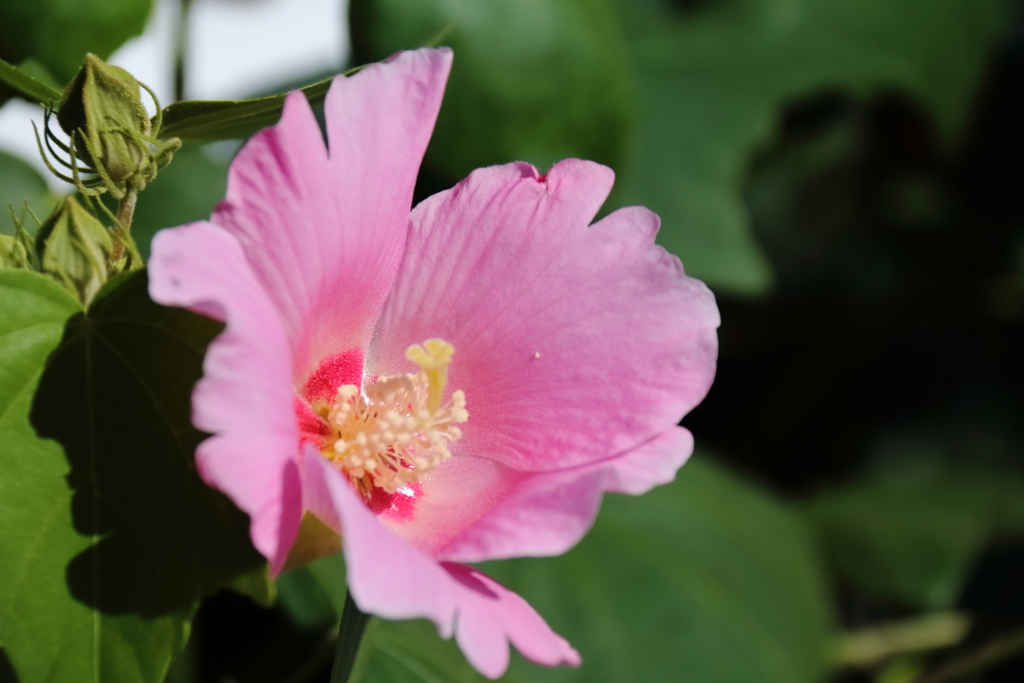 花散歩芙蓉１