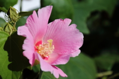 花散歩芙蓉１