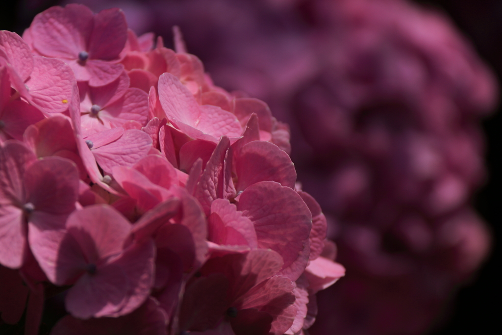 花散歩　名残紫陽花２