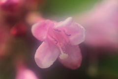 花散歩タニウツギ２