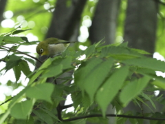 メジロの遊ぶ午後