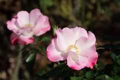 秋バラ「花霞」