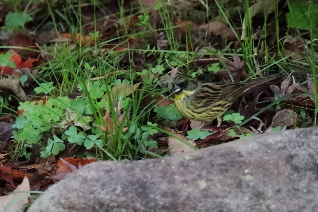 アオジとの遭遇２