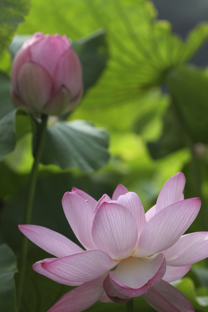 天上の華２