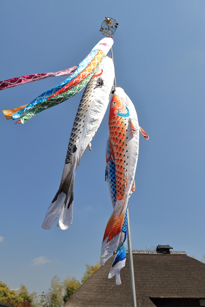 早くも鯉のぼり２