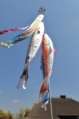 早くも鯉のぼり２