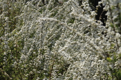 満開ユキヤナギ１