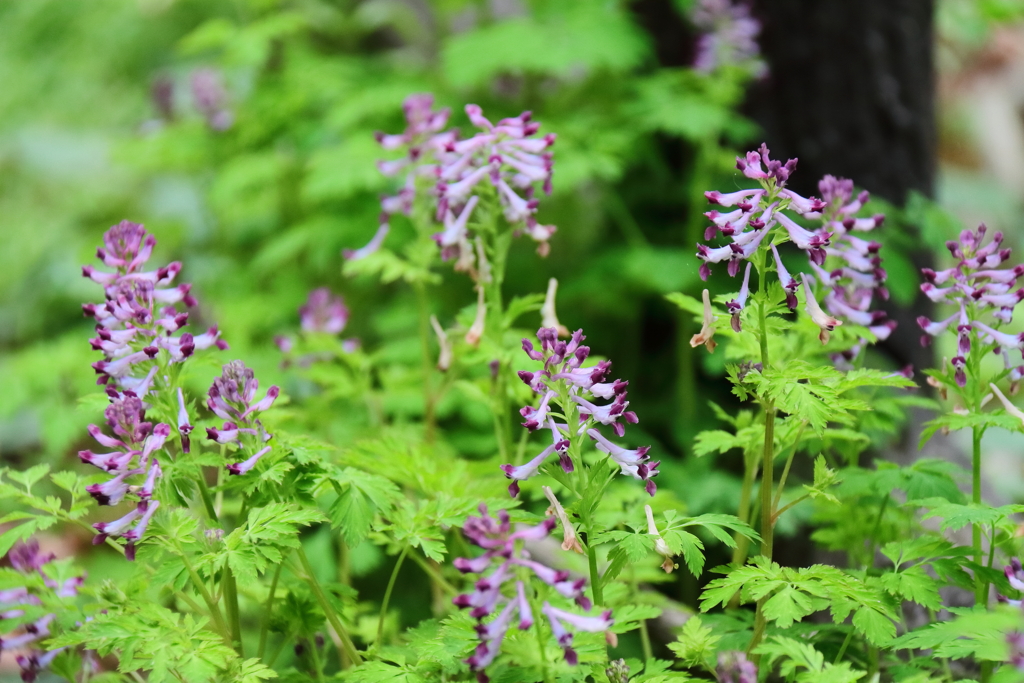 散歩道の野草達13