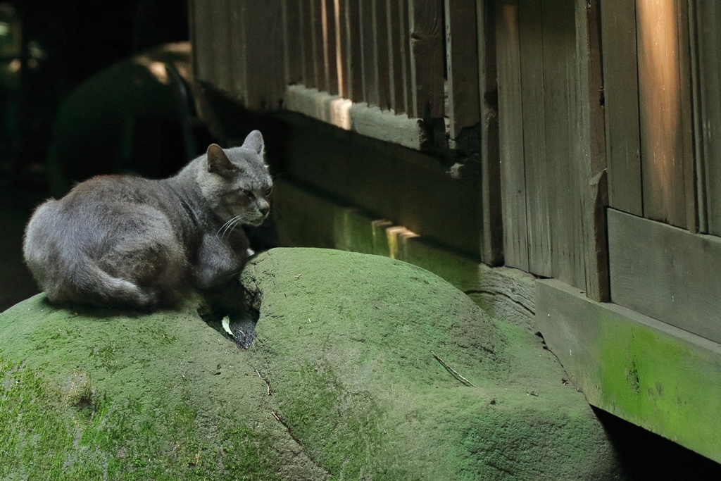 ひんやり石の上