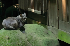 ひんやり石の上