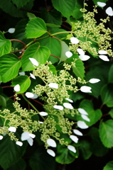 珍しい花５