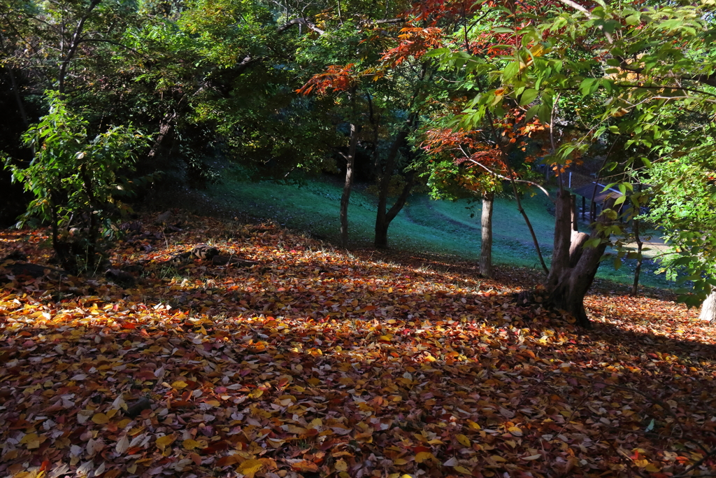 花散歩紅と緑の融和