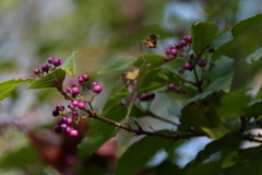 里山の植物ヤブムラサキ２