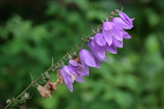 花散歩ハタザオキキョウ