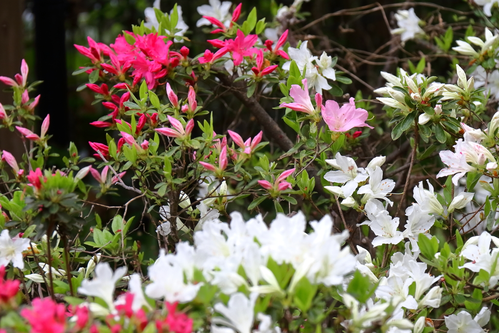 花散歩つつじ