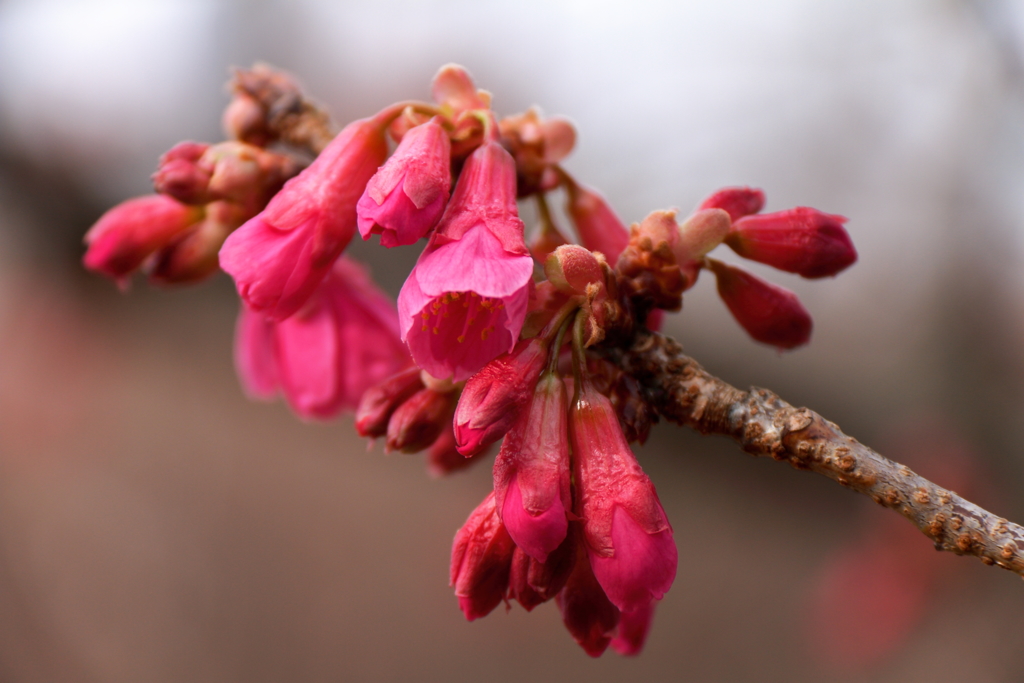 次の桜へ　寒緋桜１