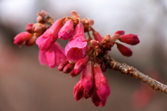 次の桜へ　寒緋桜１