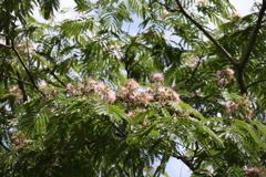 花散歩合歓木２