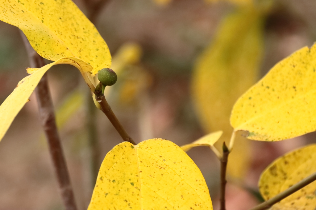 黄葉に青い実