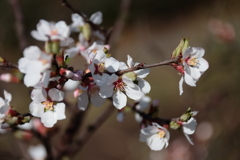 散歩道の花達15