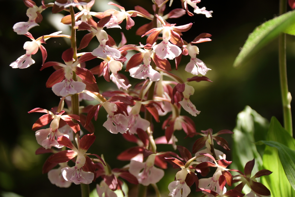 春陽のエビネ６