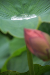 天からもらい水