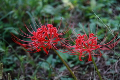 花散歩彼岸花開花２