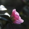 花の歳時記　椿１