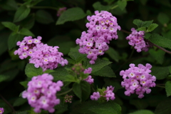 コバノランタナ香る２