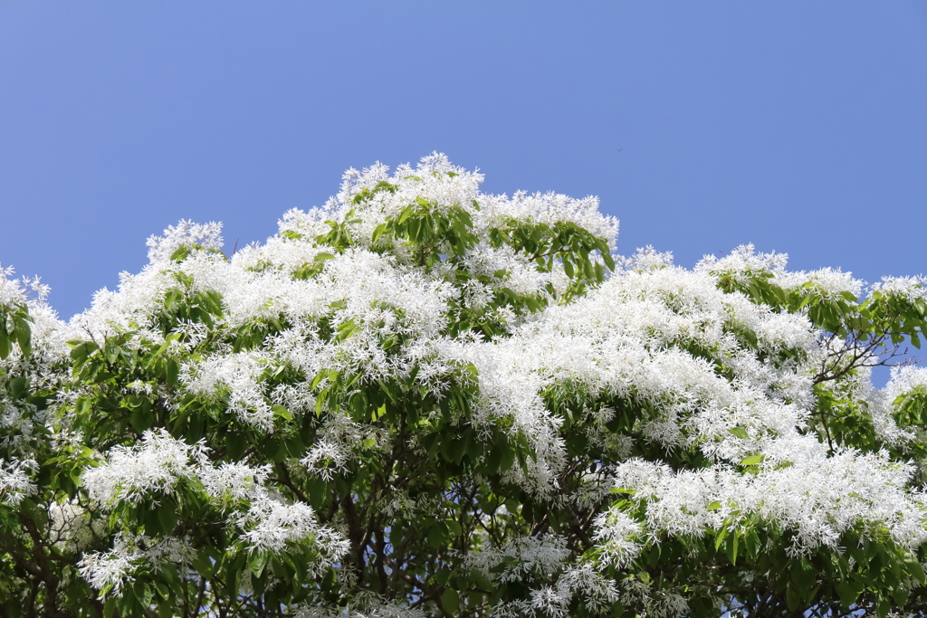 ナンジャモンジャ１