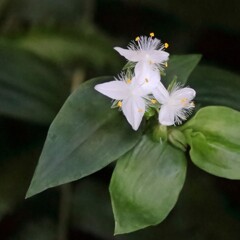 花散歩トキワツユクサ